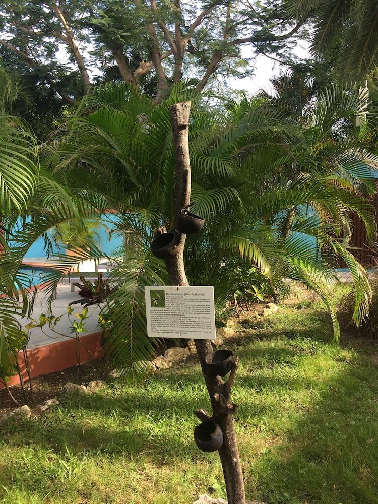 Dickenson Bay Buccaneer Beach Club المظهر الخارجي الصورة