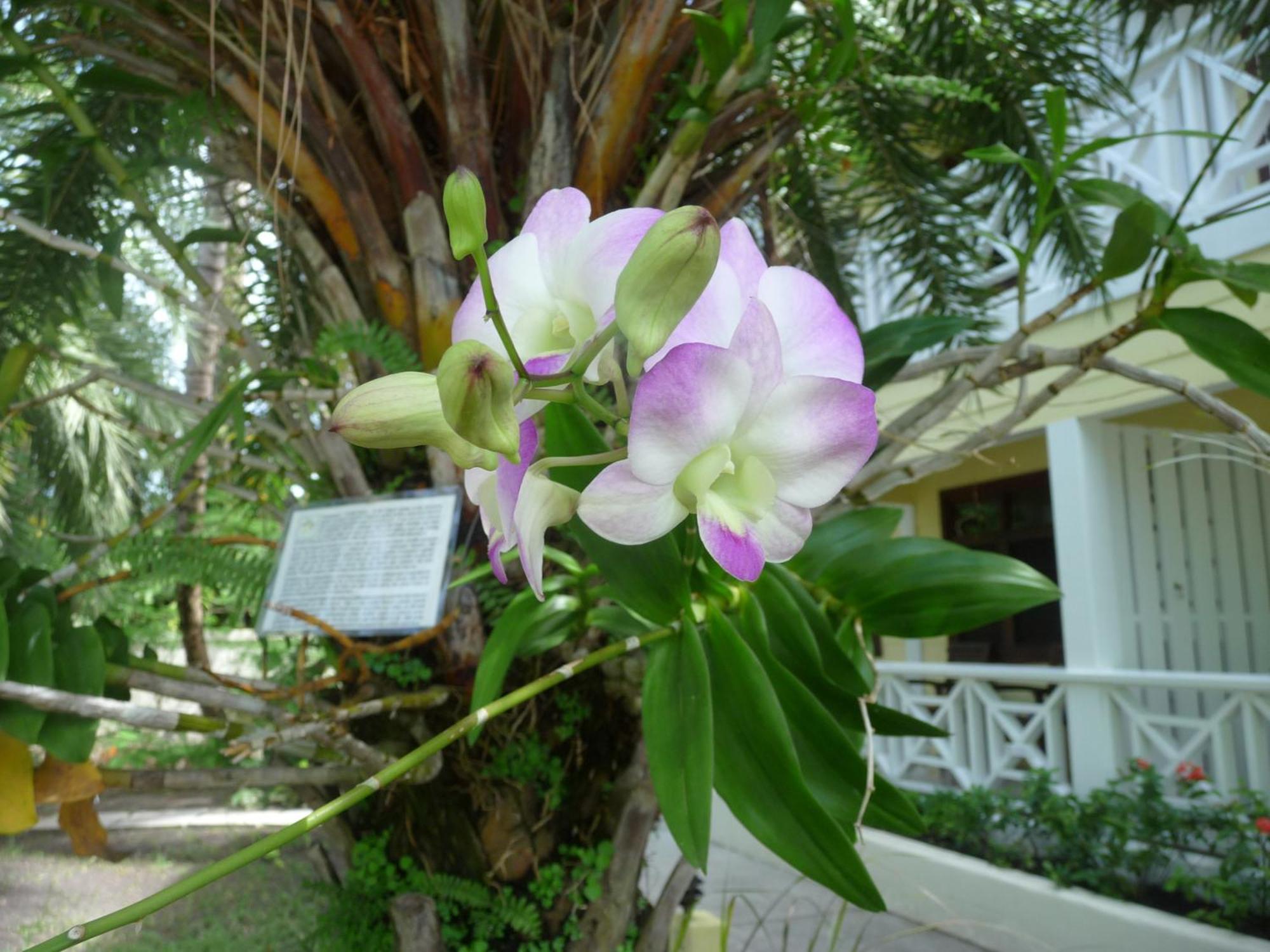 Dickenson Bay Buccaneer Beach Club المظهر الخارجي الصورة