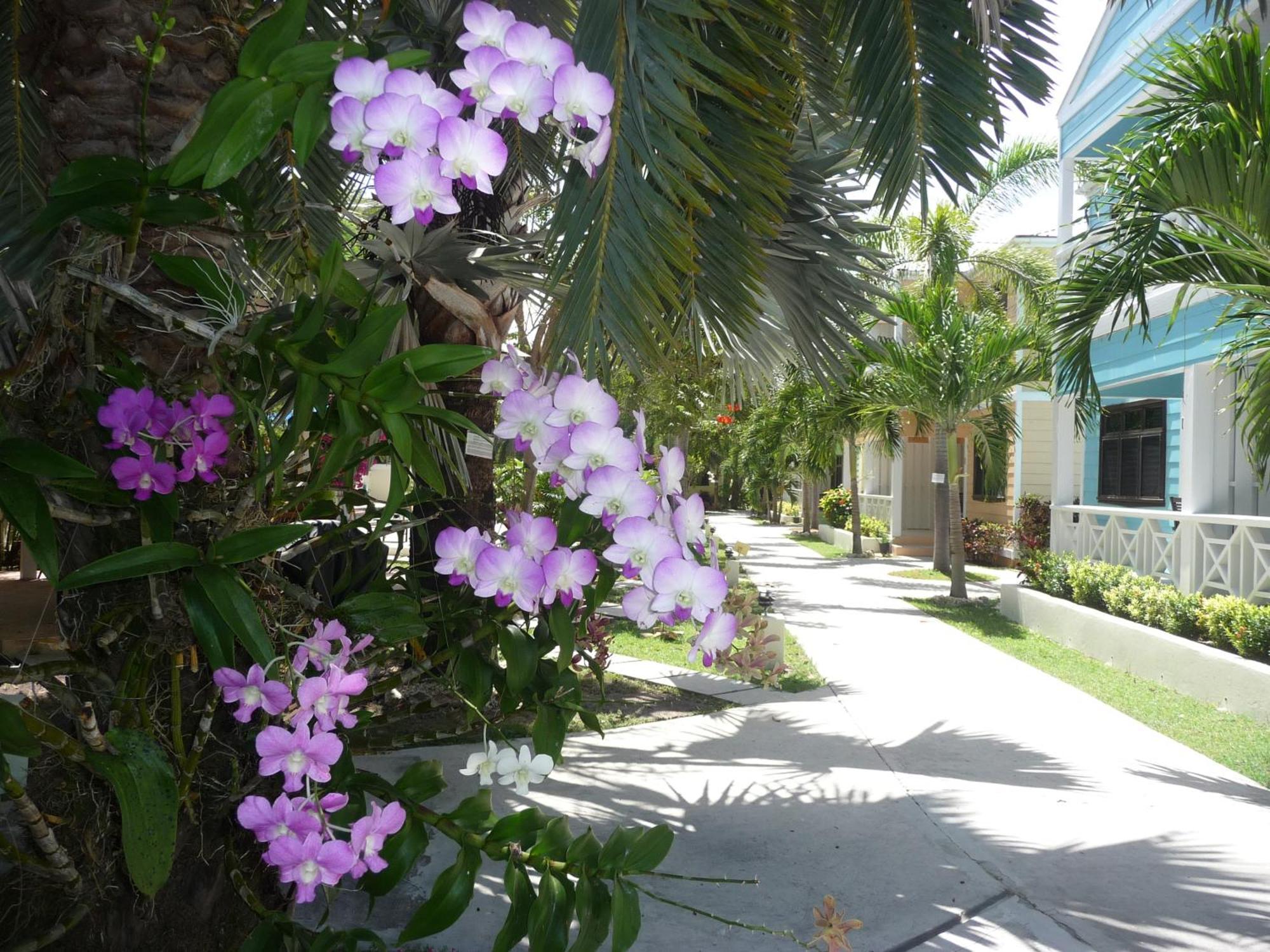 Dickenson Bay Buccaneer Beach Club المظهر الخارجي الصورة